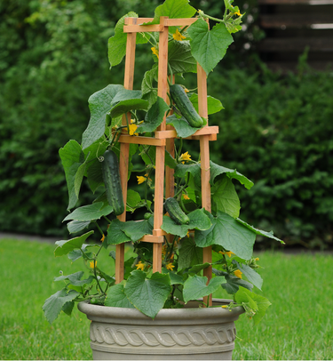 Patio Snacker Hybrid Cucumber